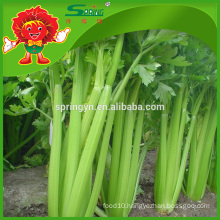 Types celery new crop price of celery
